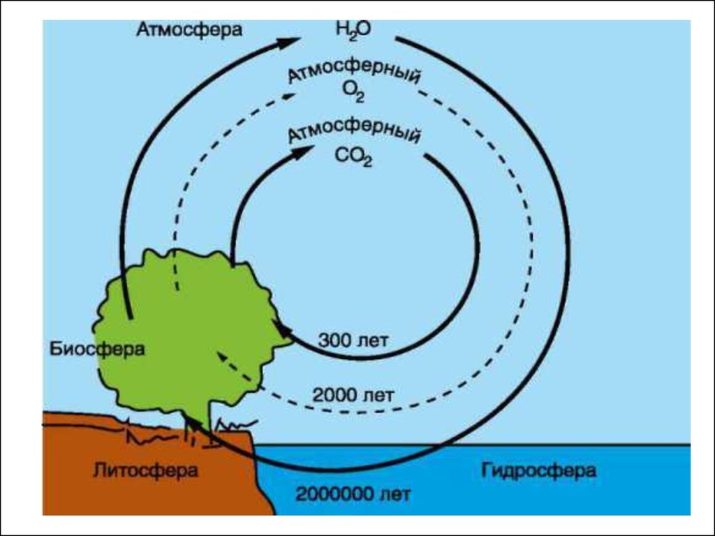 Роль биосферы в атмосфере. Газовая функция живого вещества в биосфере. Газовая функция биосферы. Темпы циркуляции веществ в биосфере. Круговорот химических элементов.