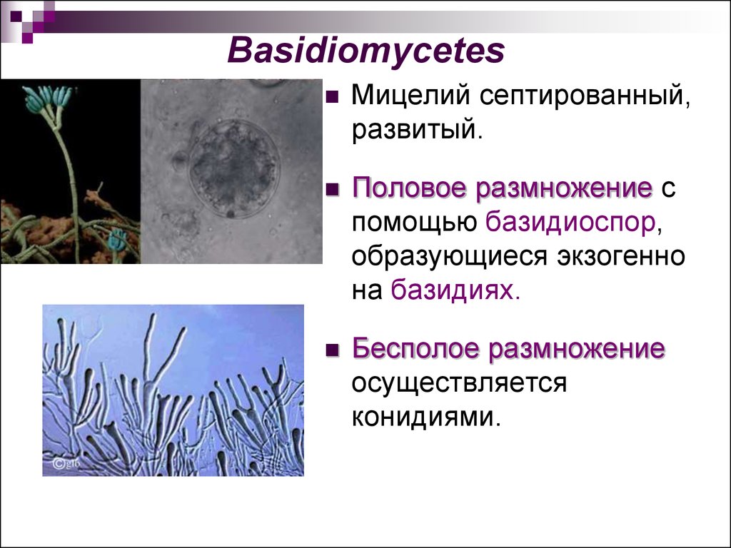 Мицелий грибов одноклеточный многоклеточный. Мицелий грибов микробиология. Микроскопические мицелиальные грибы. Гифальные грибы микробиология. Размножение мицелиальных микроскопических грибов.