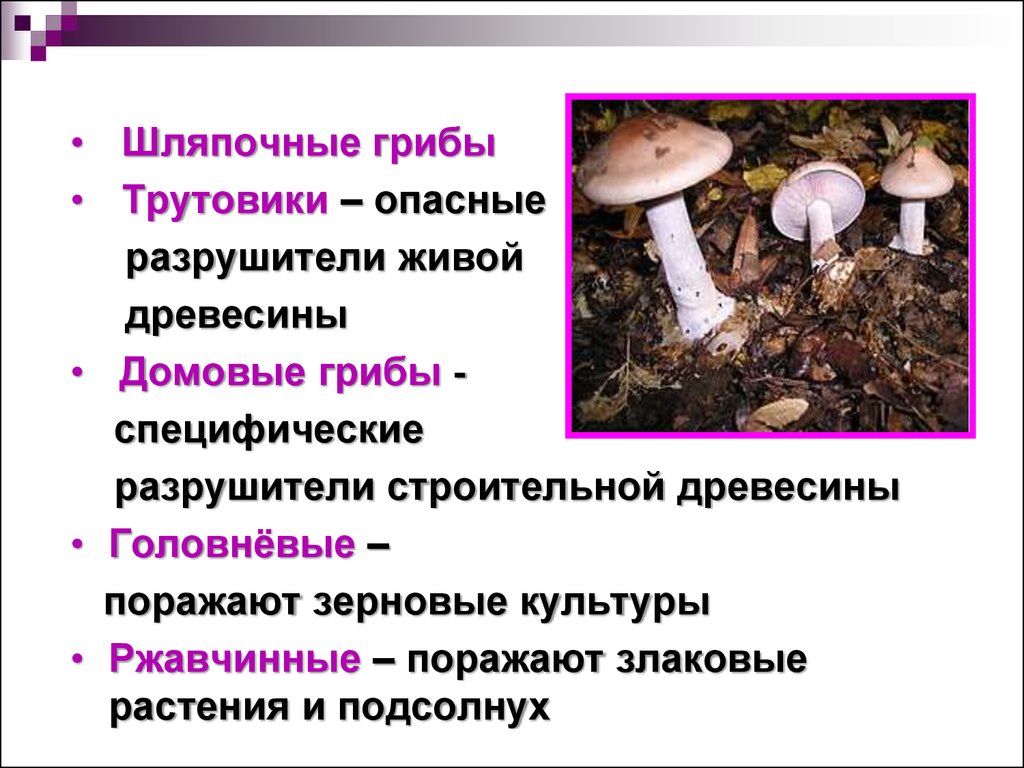 Шляпочный гриб и дерево. Проект Шляпочные грибы. Шляпочные грибы презентация. Шляпочные грибы характеристика. Шляпочные грибы таблица.