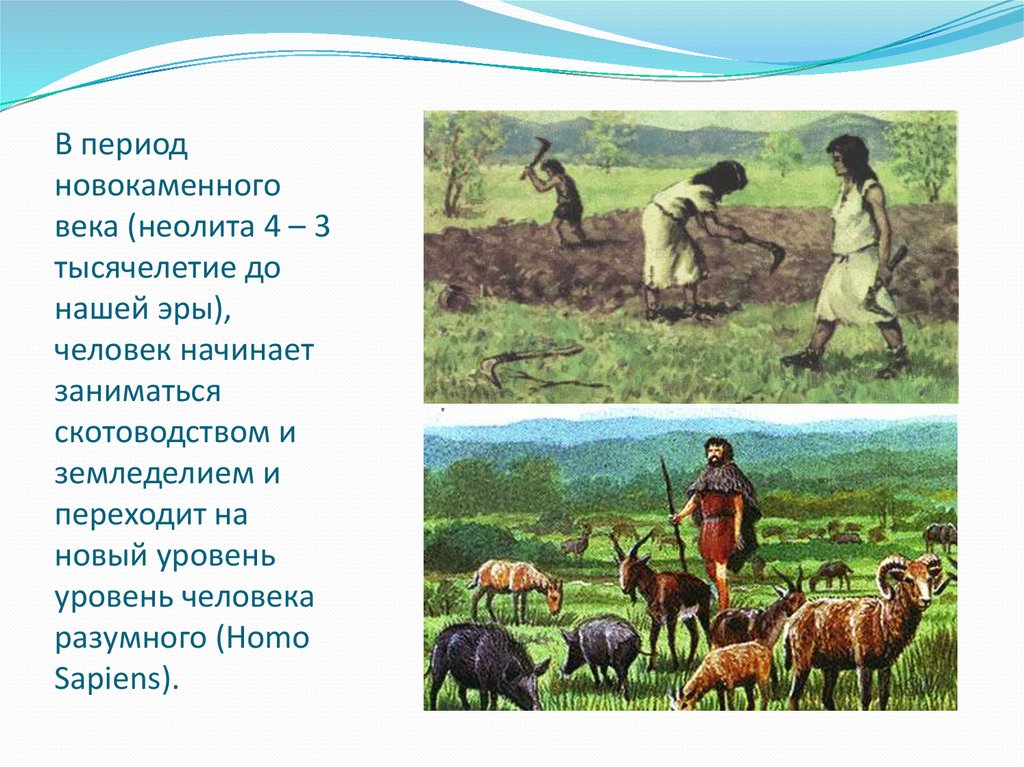 Н э в экономике. Неолит скотоводство и земледелие. Древние люди скотоводство. Занятия в эпоху неолита. Первые земледельцы и скотоводы.