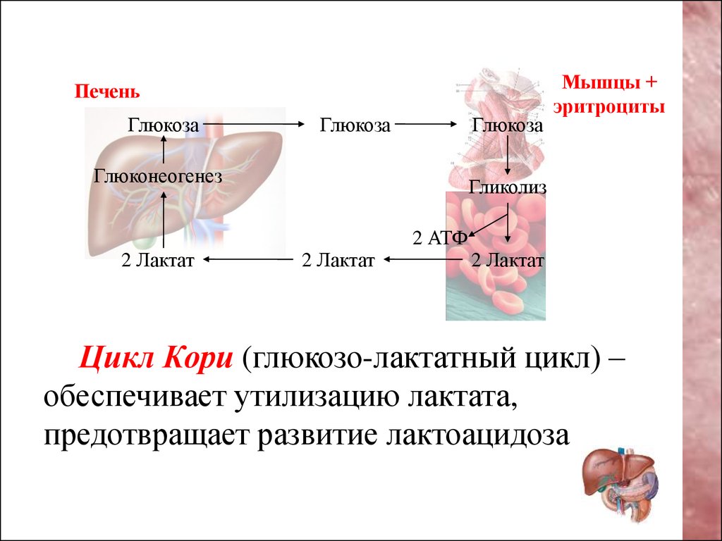 Печень атф. Цикл кори глюконеогенез. Глюкозо-лактатный цикл цикл кори. Глюкозо-лактатного цикла (цикл кори),. Цикл кори. Глюкозоаланиновый цикл..