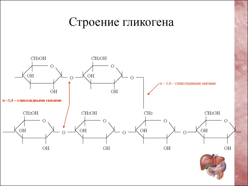 Схема реакции глюконеогенеза приводящая к образованию оксалоацетата