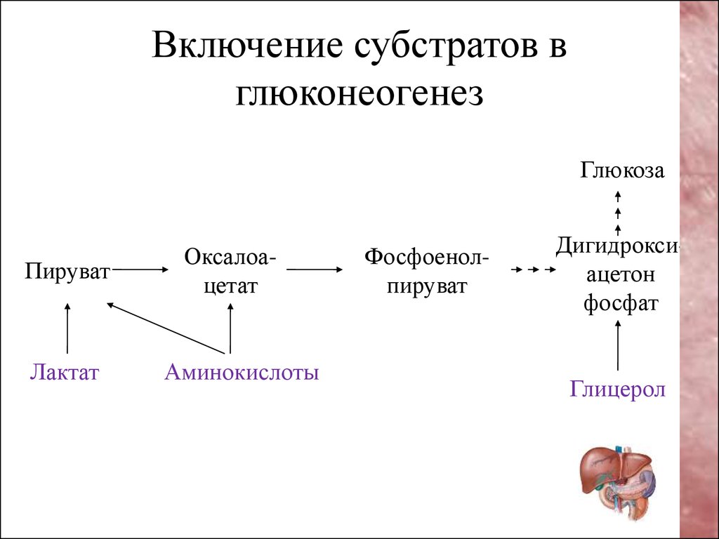 Схема реакции глюконеогенеза приводящая к образованию оксалоацетата