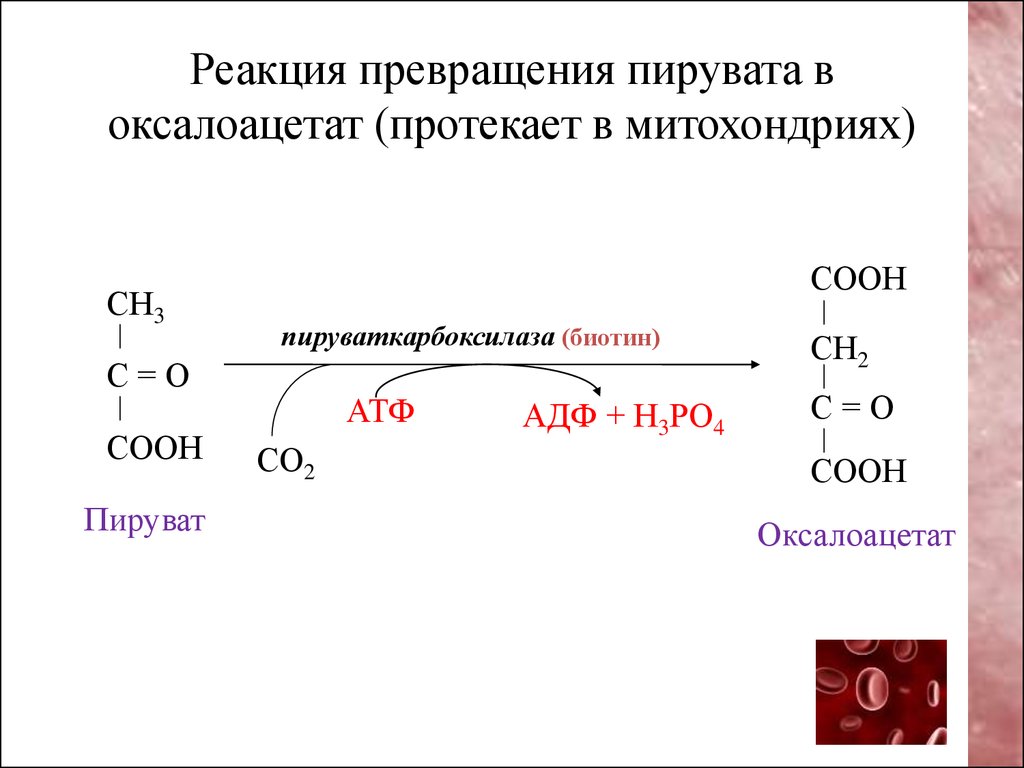 Реакция образования пировиноградной кислоты. Превращение пирувата в оксалоацетат. Реакция превращения пирувата в оксалоацетат. Пируваткарбоксилаза катализирует. Пируват в со2 реакция.