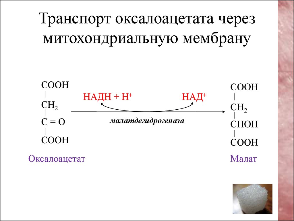 Лактат ацетат. Оксалоацетат формула химическая. Малат в пируват реакция. Малат в оксалоацетат реакция.