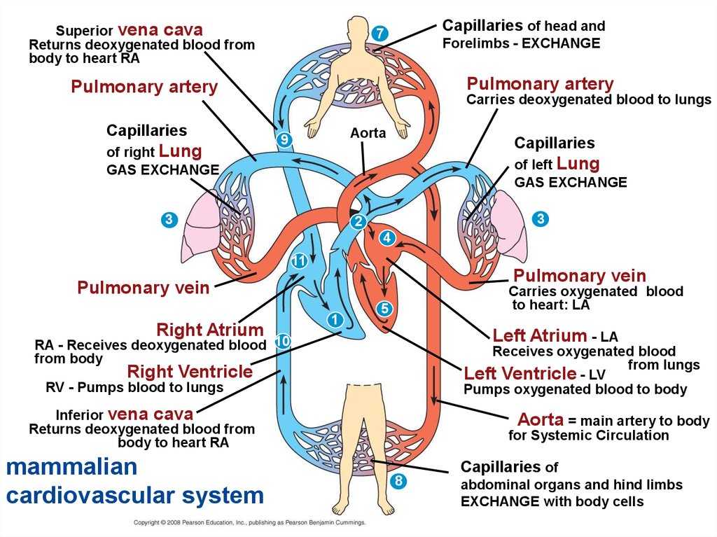 Diagram Of Gas Exchange In Lungs Choice Image - How To 