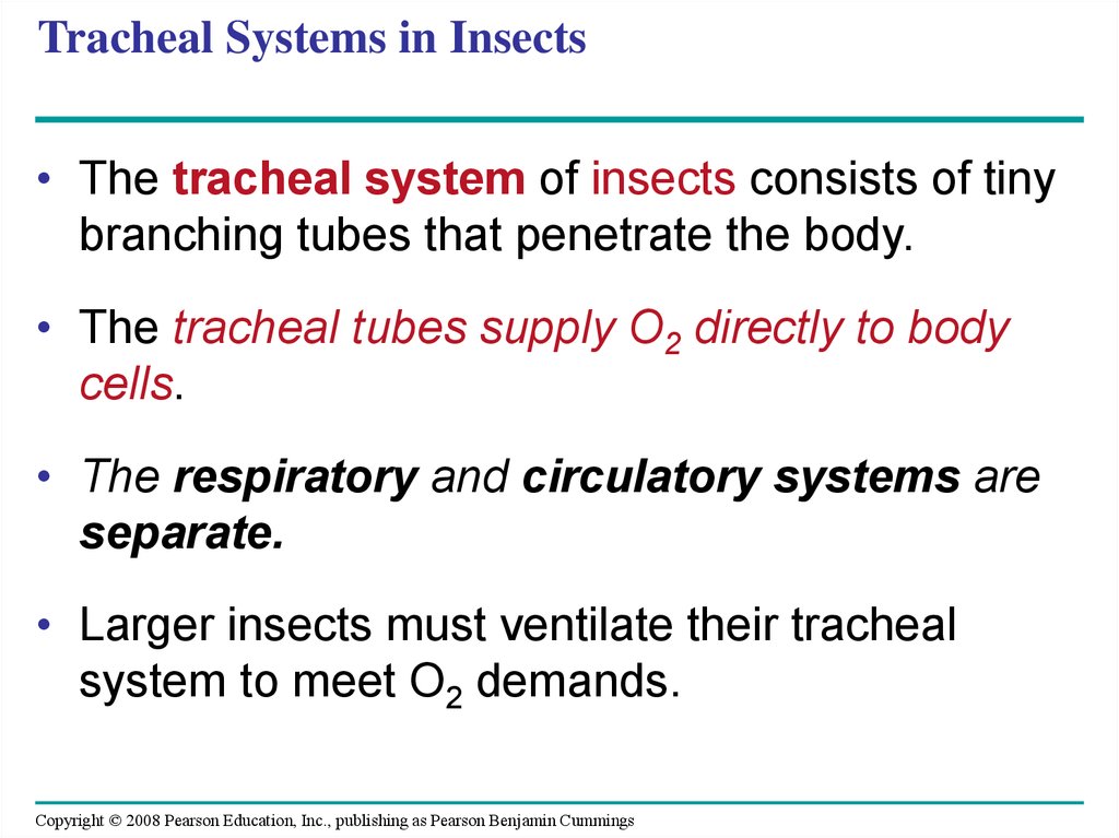 Tracheal Systems in Insects