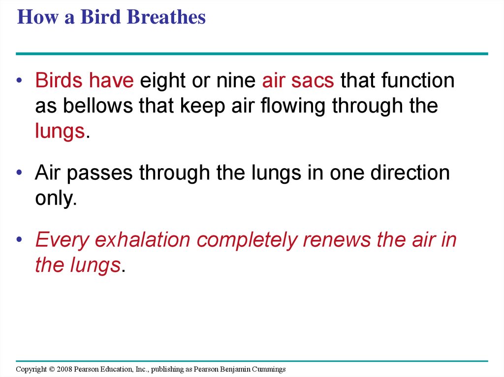 How a Bird Breathes