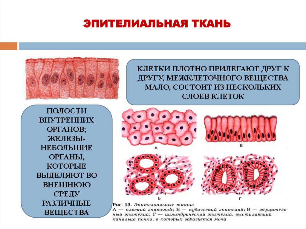 Пример эпителиальной ткани человека. Строение эпителиальной ткани анатомия. Строение клетки эпителиальной ткани. Покровный эпителий строение ткани. Эпителиальная ткань это в биологии.