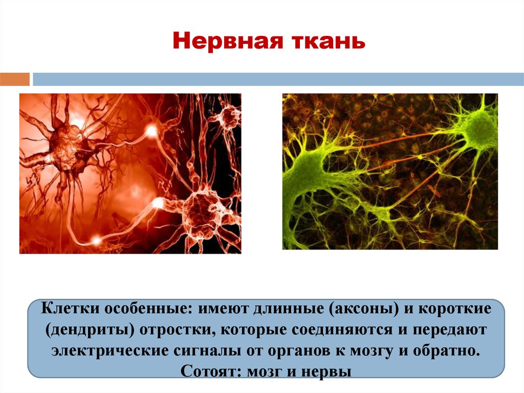 Нервная ткань состоит из собственно нервных клеток. Нервная ткань. Клетки нервной ткани. Нервная ткань животных. Нервная ткань биология 7 класс.