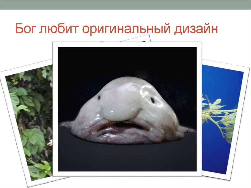 Бог любит оригинальный дизайн