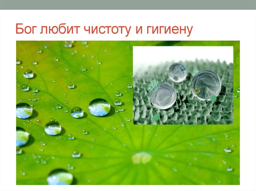 Бог любит чистоту и гигиену