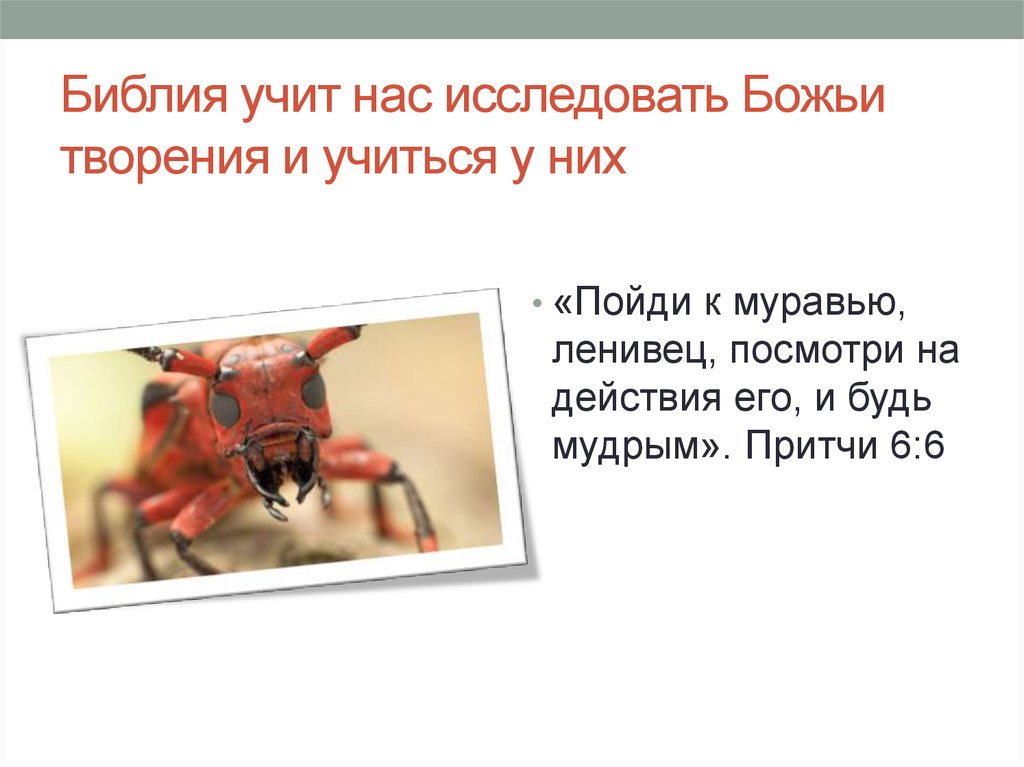 Библия учит нас исследовать Божьи творения и учиться у них
