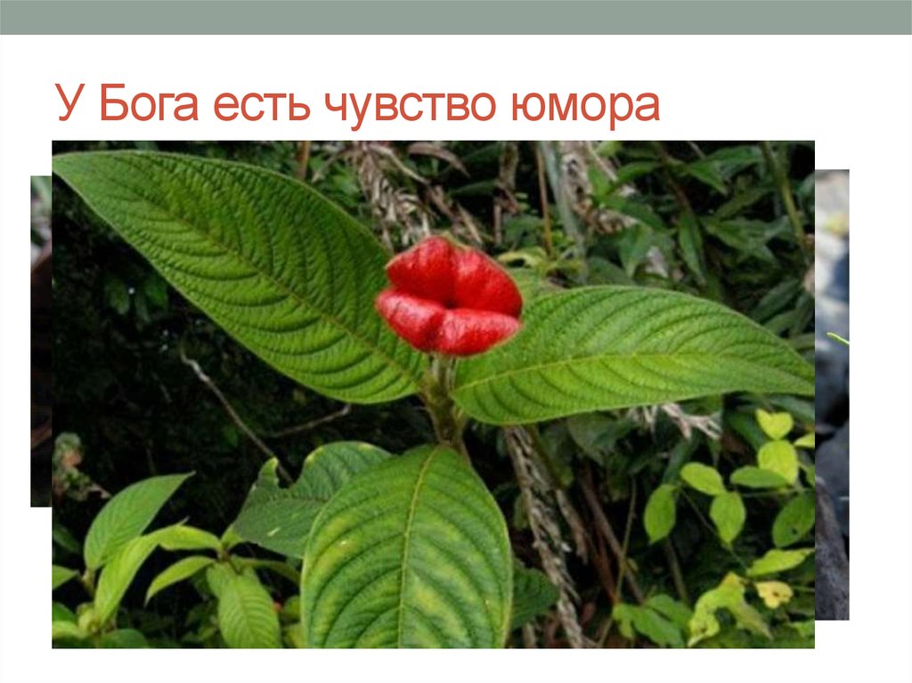 У Бога есть чувство юмора