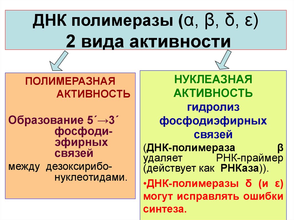 Днк полимераза картинка