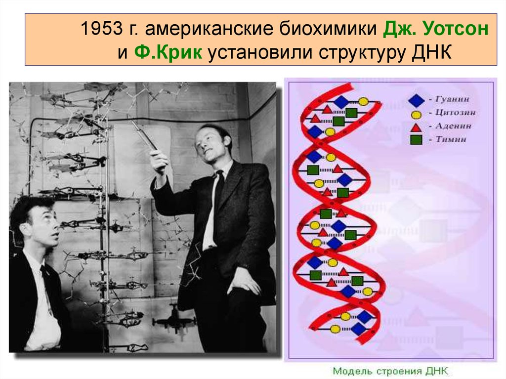 Открытие структуры днк презентация