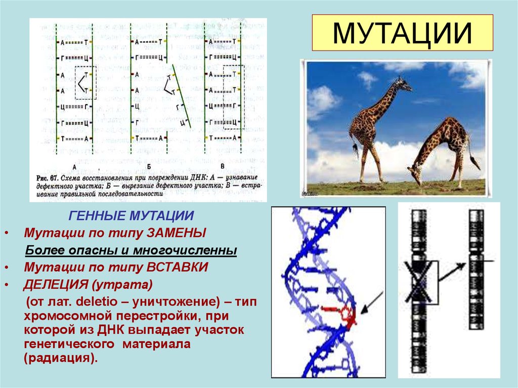 Типы мутаций рисунки