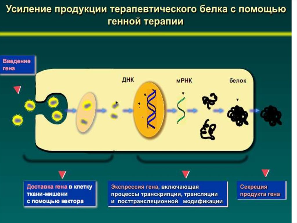 Кто считается открывателем принцип передачи генетической информации изображенного на рисунке огэ