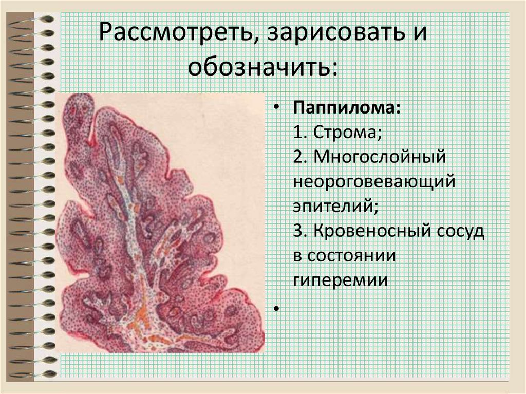 Рассмотреть, зарисовать и обозначить: