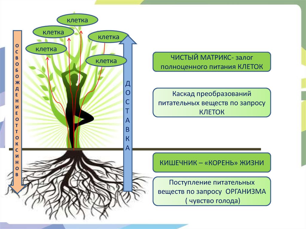 Образуют микоризу с корнями растений. Корни оплетают.