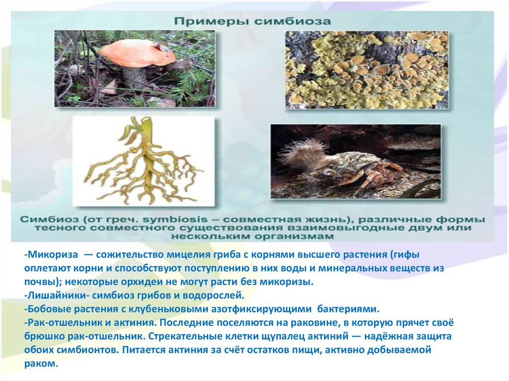 Группа симбиотических организмов. Симбиоз грибов с высшими растениями. Грибы образуют микоризу. Взаимоотношения грибов и высших растений.