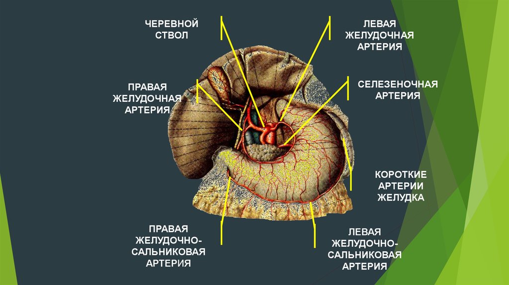 Селезеночные связки. Левая желудочная артерия. Левая желудочно-сальниковая артерия. Правая желудочно-сальниковая артерия. Правая и левая желудочно сальниковая артерия.