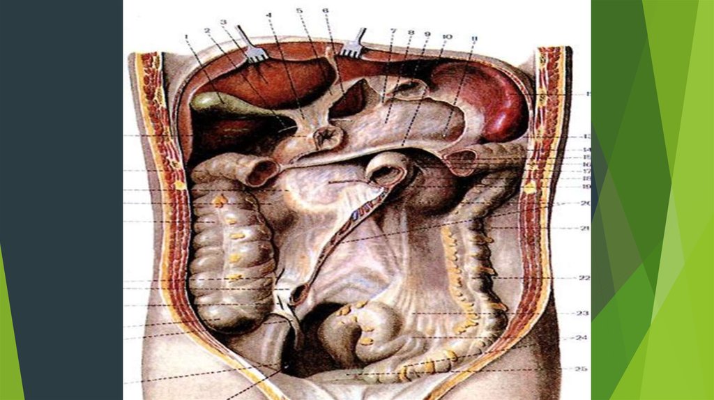 Брюшные органы фото. Брюшина анатомия Синельников. Ход брюшины Синельников. Печень и брюшина анатомия. Брюшина атлас анатомия.