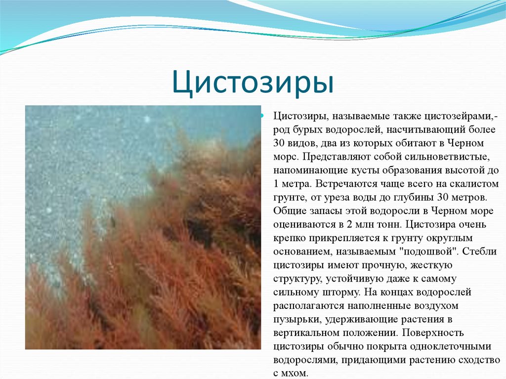 Назовите бурую водоросль. Цистозира водоросль черного моря. Бурые водоросли цистозейра. Строение бурых водорослей цистозейра. Цистозира бородатая водоросль.