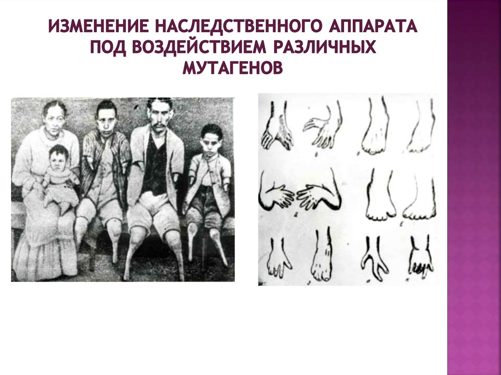 Изменение наследственного аппарата под воздействием различных мутагенов