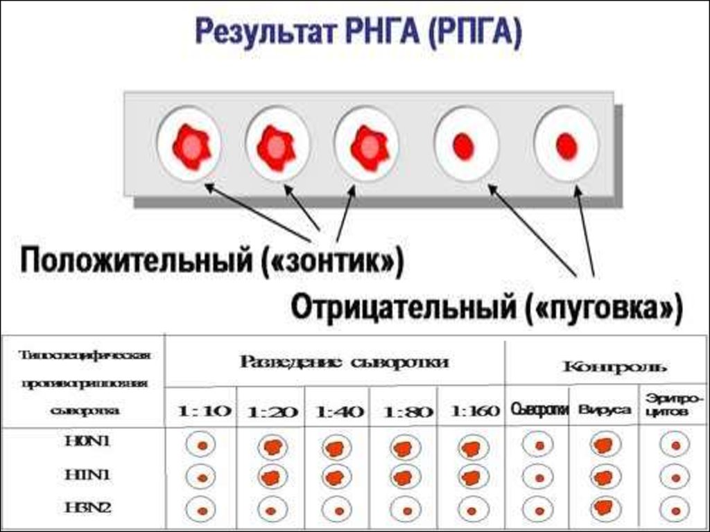 Результат 1 640. Реакция непрямой (пассивной) гемагглютинации (РНГА, РПГА). Реакция пассивной гемагглютинации (РПГА). Реакция непрямой (пассивной) гемагглютинации (РНГА).. Титр реакция пассивной гемагглютинации.