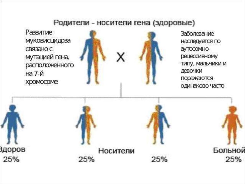 Гены отца. Муковисцидоз Тип наследования. Аутосомный рецессивный Тип наследования муковисцидоз. Муковисцидоз аутосомно-рецессивное заболевание. Муковисцидоз Тип мутации.