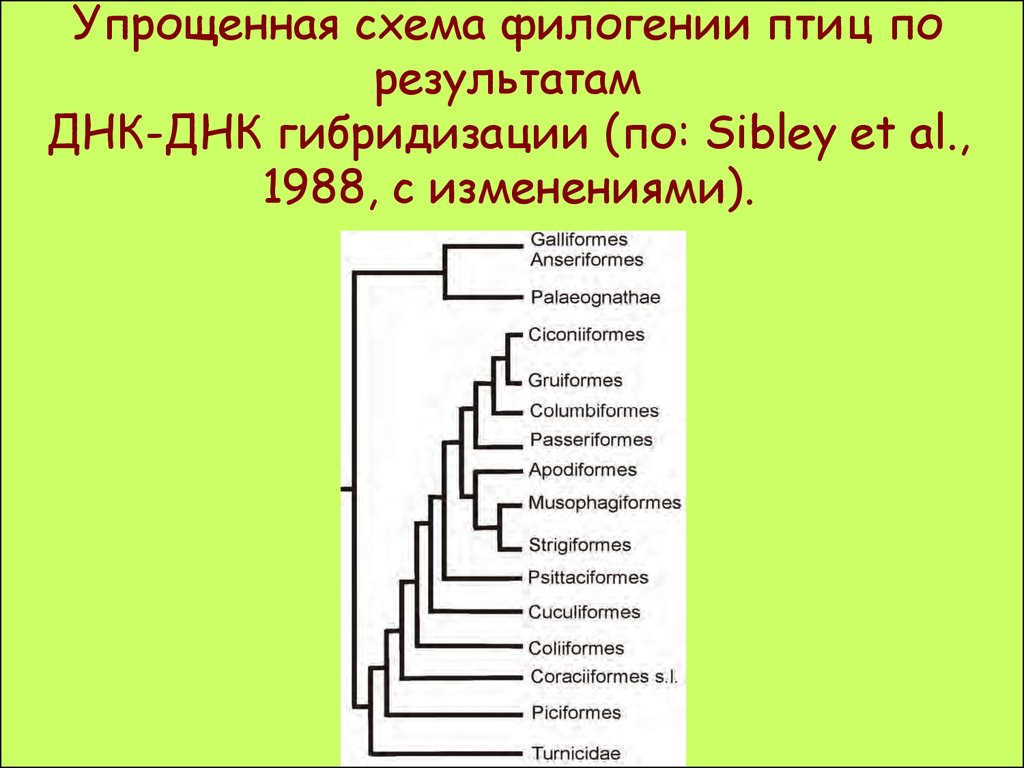 Филогения млекопитающих схема