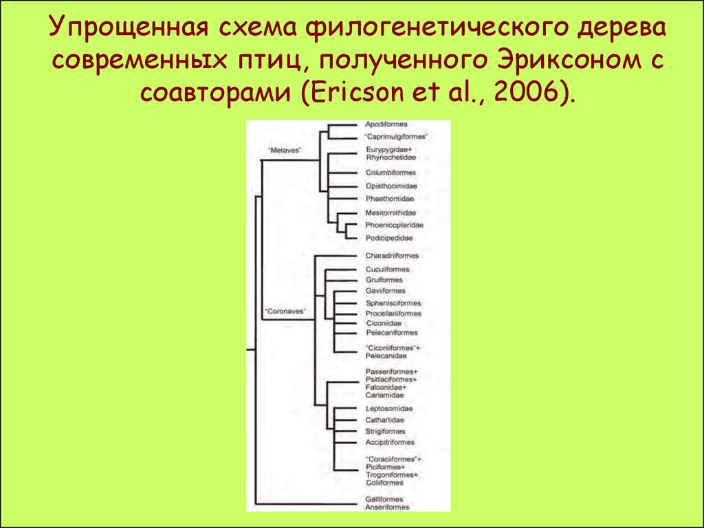 Общая схема филогенетического цикла