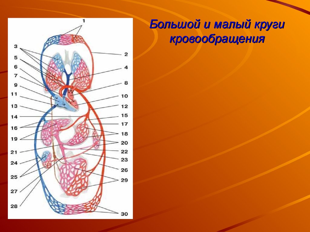 Круги кровообращения презентация