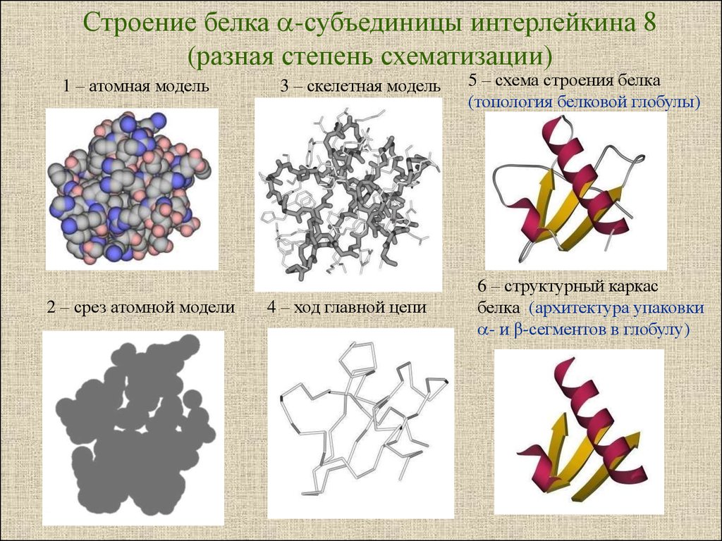 Схема белков. Глобулярные белки строение. Структуры строения белка глобула. Структура глобулярных белков. Глобулярные белки первичная структура.