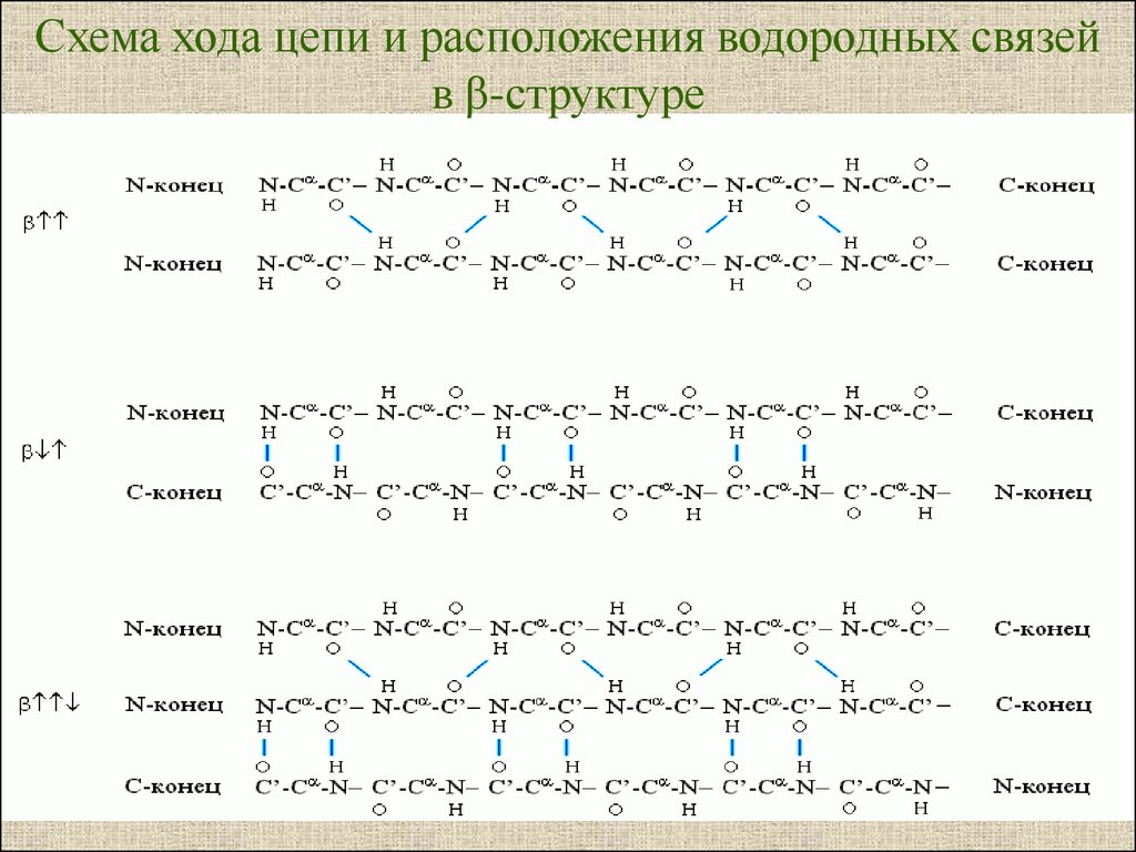 Водородные связи поддерживают структуру белков. Формирование водородных связей в белковой цепи. Структура белка с водородной связью схема. Пространственная структура cabr2. H3cro8 структура.