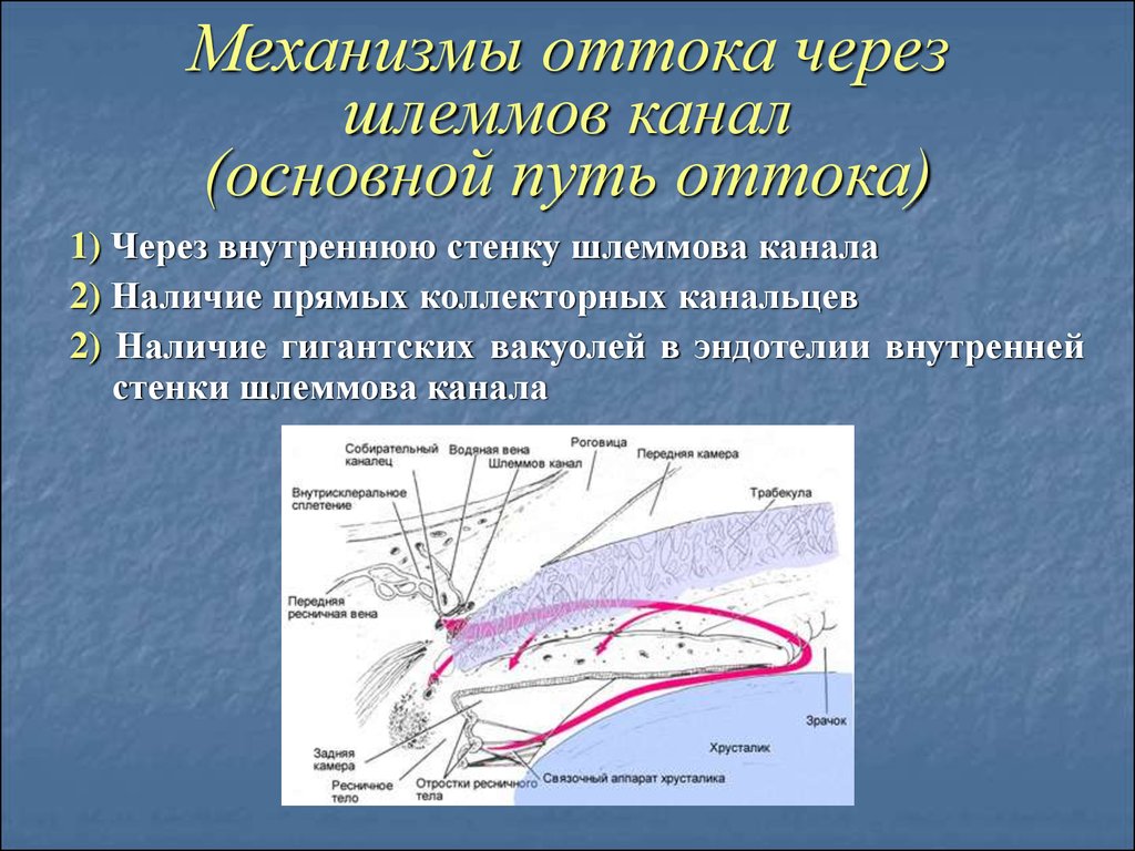 Схема оттока внутриглазной жидкости