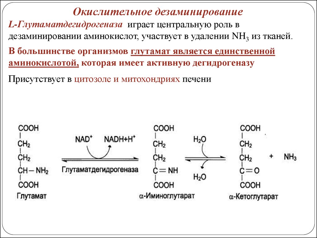 Реакция окислительного дезаминирования