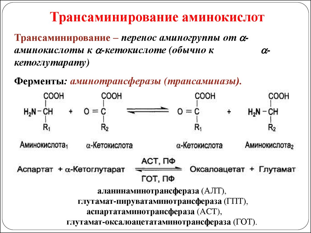 Перенос аминокислот. Трансаминирование аминокислот аспартат. Реакция трансаминирования аминокислот. Ферменты, катализирующие процессы трансаминирования. Процесс трансаминирования аминокислот.