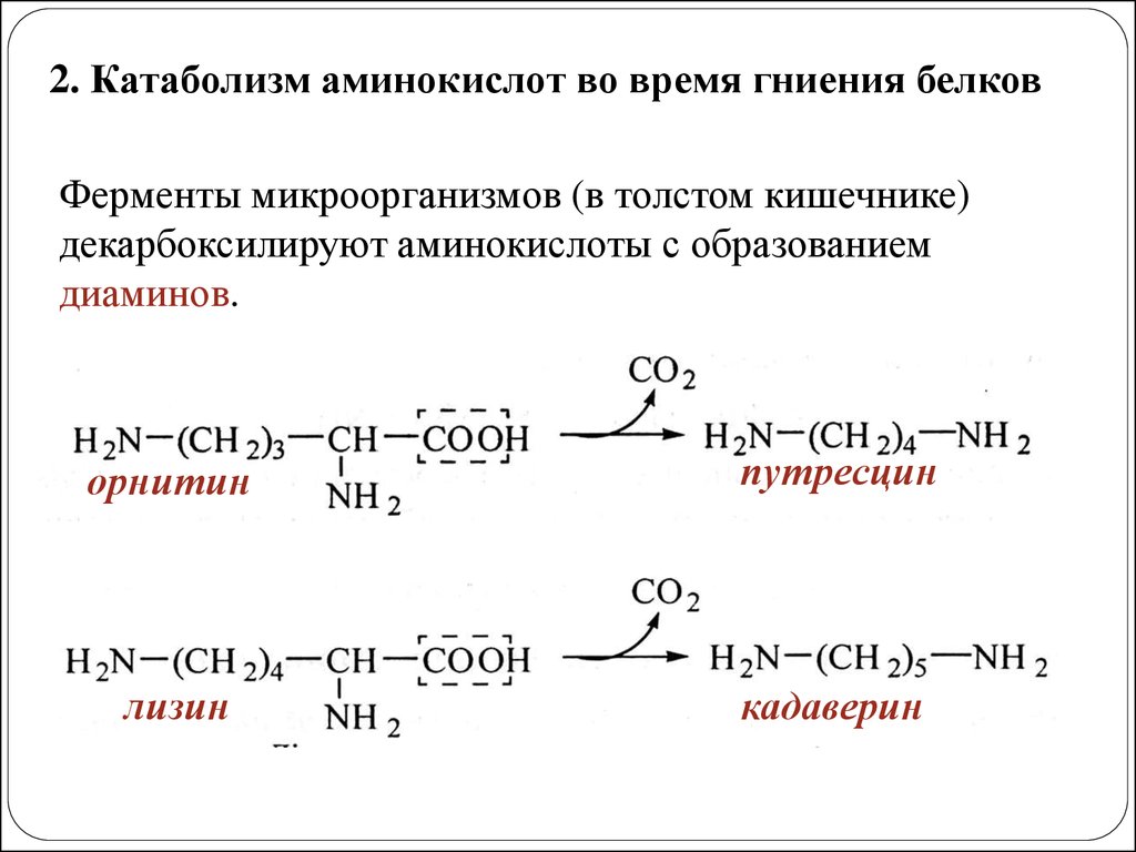 Аминокислота образуется в процессе. Основной путь катаболизма аминокислот:. Общие реакции путей катаболизма аминокислот. Общая схема катаболизма аминокислот. Катаболизм белков и аминокислот.