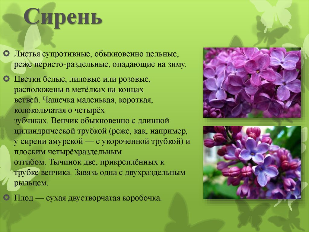 Краткое содержание листа. Легенда о сирени. Сирень для презентации. Написать про сирень. Изречения о сирени.