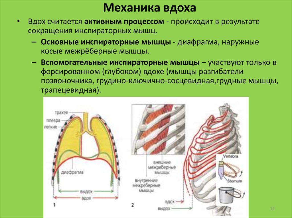 При сокращении какой структуры происходит вдох. Основные и вспомогательные дыхательные мышцы. Вспомогательные мышцы вдоха. Основных и вспомогательных дыхательных мышц вдоха и выдоха. Вспомогательные инспираторные мышцы.