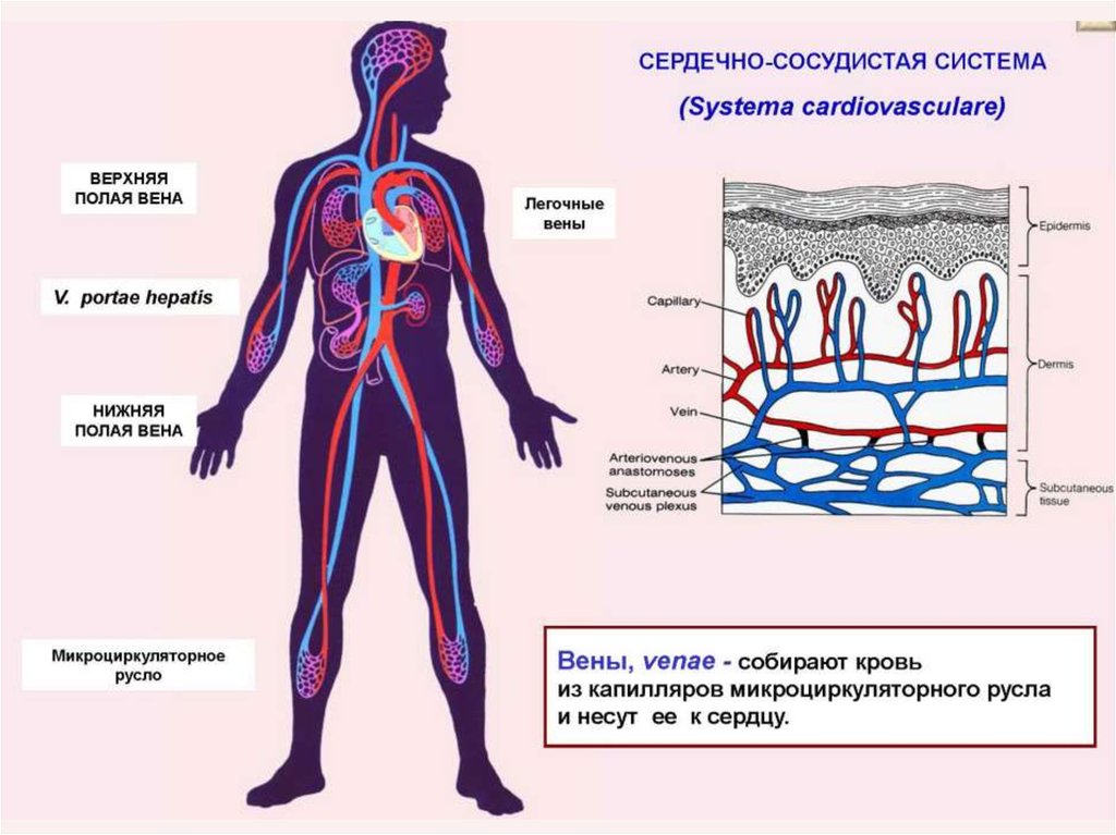 Венозный отток - презентация онлайн