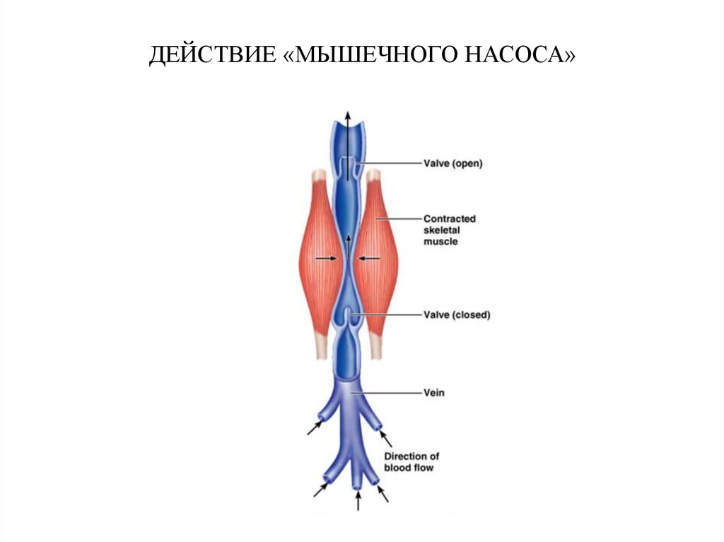 Действие мышцы. Мышечно венозная помпа. Мышца Вена насос. Венознo мышечные насосы. Мышцы это насос.