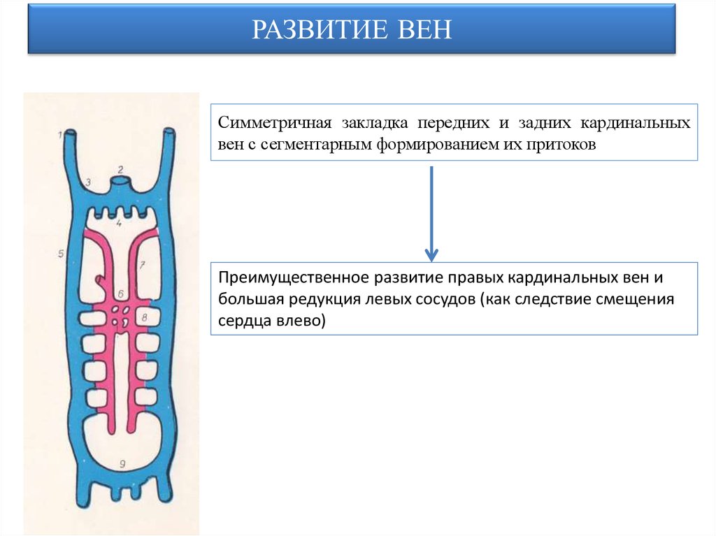 Развитие вен презентация