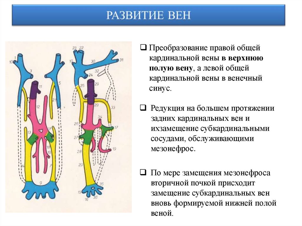 Развитие вен презентация