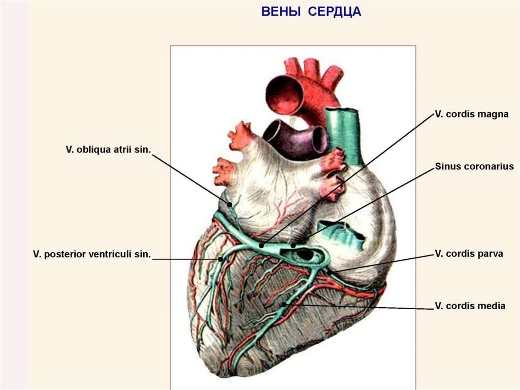 Левое предсердие какие вены. Венечный синус сердца располагается. Вены системы венечного синуса сердца. Строение сердца венечный синус. Система венечного синуса анатомия.