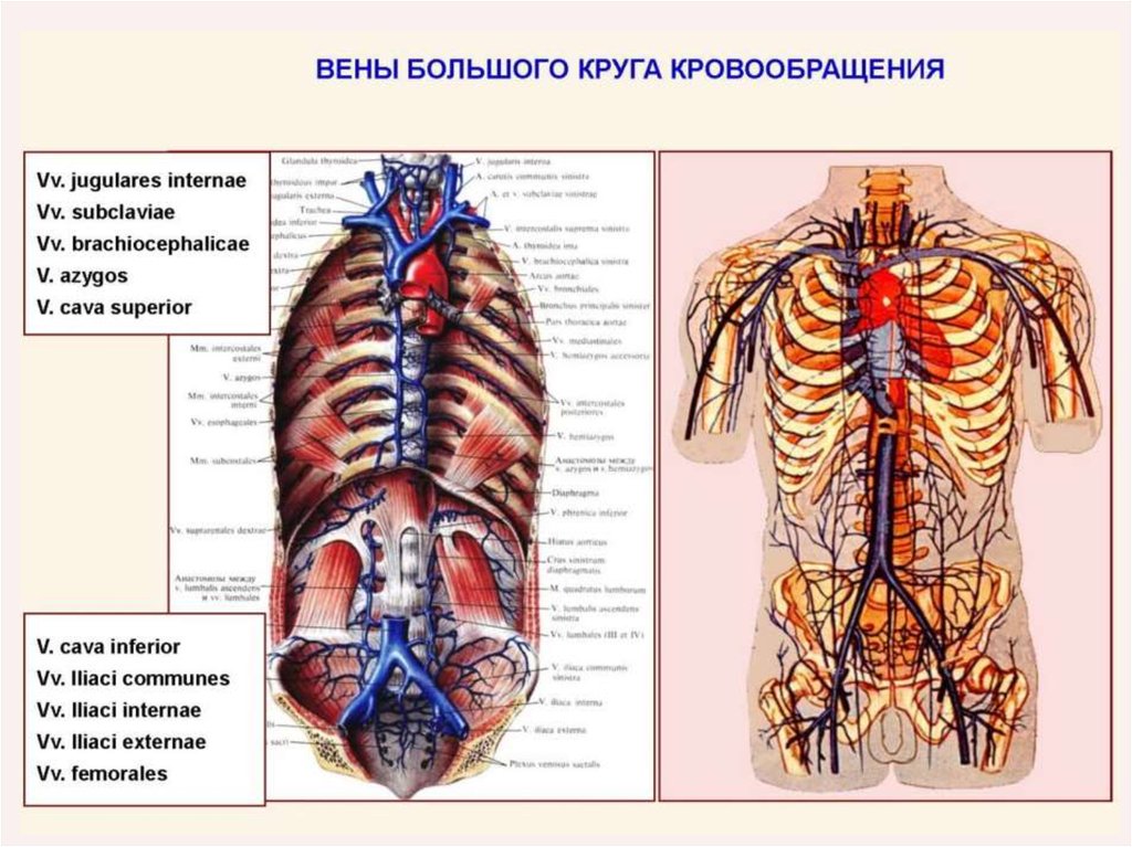 Вены селезенки по строению стенки относятся к венам