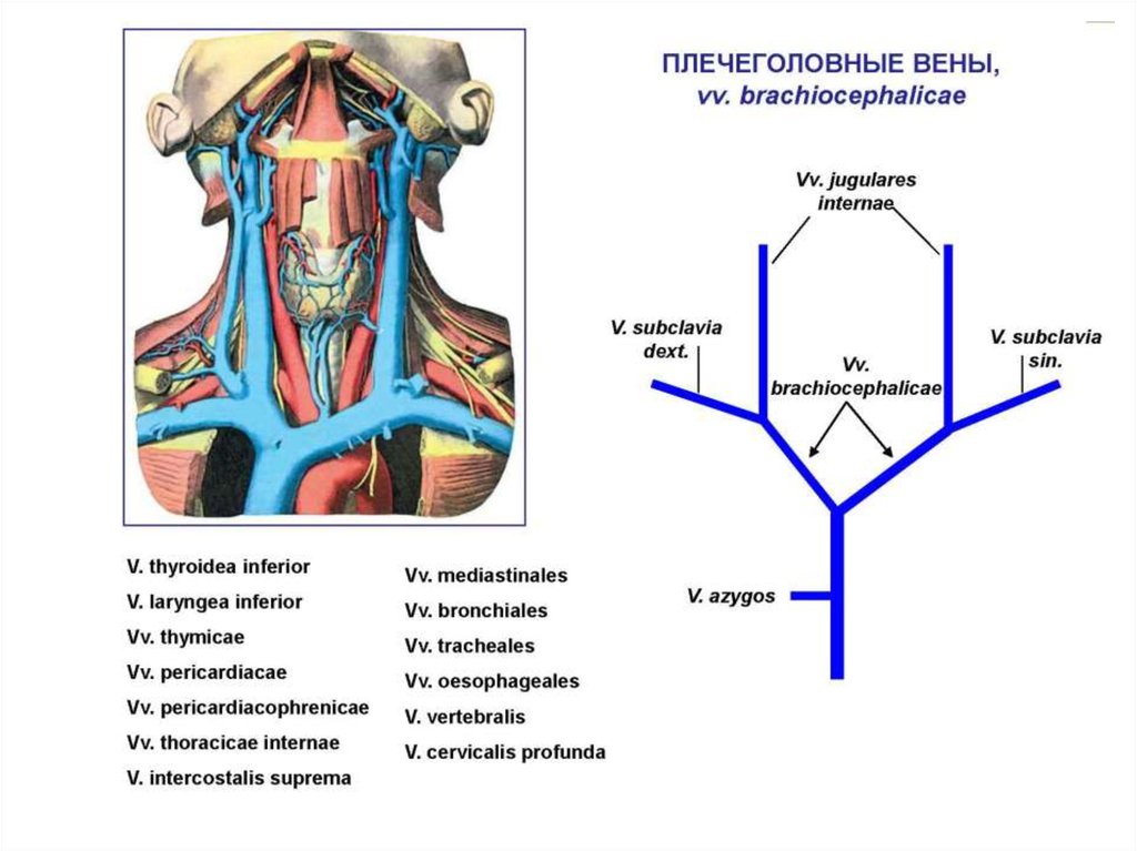 Плечеголовные вены анатомия. Венозный отток от легких. Пути оттока ВГЖ. Венозная дисциркуляция головного мозга