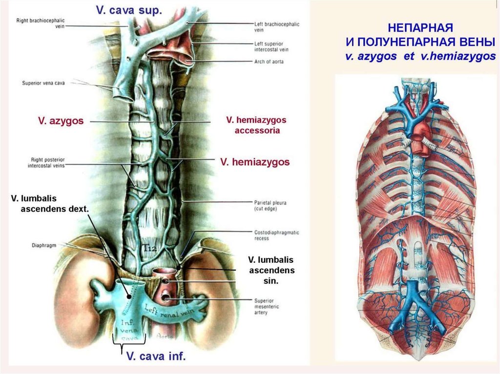 Полунепарной вене. Непарная и полунепарная вены анатомия. Полунепарная Вена анатомия. Добавочная полунепарная Вена.